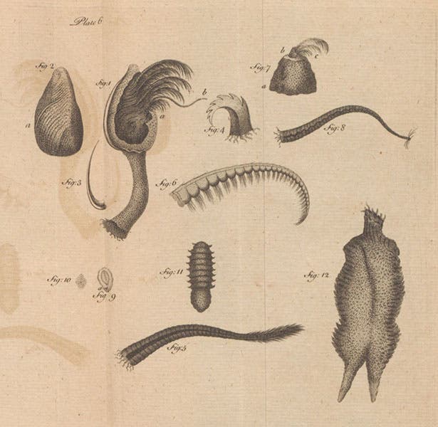 Barnacles, sole-embryos, and an animalcule, An Account of Some New Microscopical Discoveries, by John Turberville Needham, plate 6, 1745 (Linda Hall Library)