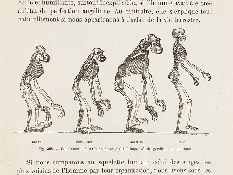 Stages of human evolution, after drawing by Benjamin Waterhouse Hawkins in a work of Thomas Huxley,  woodcut, in Le monde avant la création de l'homme, by Camille Flammarion, 1886 (Linda Hall Library)
