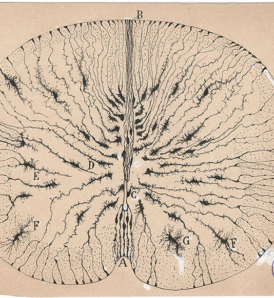 Glial cells of the spinal cord of a mouse, ink and pencil on paper, drawing by Santiago Ramón y Cajal, 1899, Cajal Institute (CSIC), Madrid (Wikimedia commons)