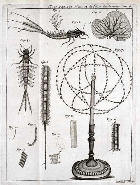 Engraved plate illustrating article on Ephemera or mayflies, with one figure showing the flight pattern of a mayfly around a candle, Mémoires pour servir a l'histoire des insectes, by Réne-Antoine Ferchault de Réaumur, vol. 6, 1742 (Linda Hall Library)