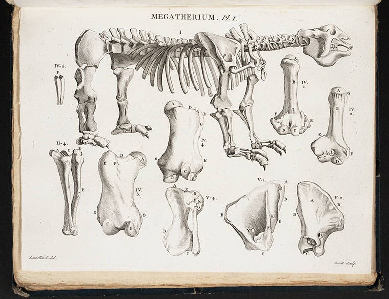 Megatherium skeleton reconstructed, from Georges Cuvier, Recherches sur les ossemens fossils, 1812 (Linda Hall Library)