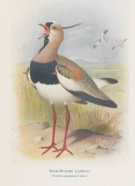 Spur-winged Lapwing, frontispiece painting by Henrick Grønvold, in William Henry Hudson, The Birds of La Plata, vol. 2, 1920 (Linda Hall Library)