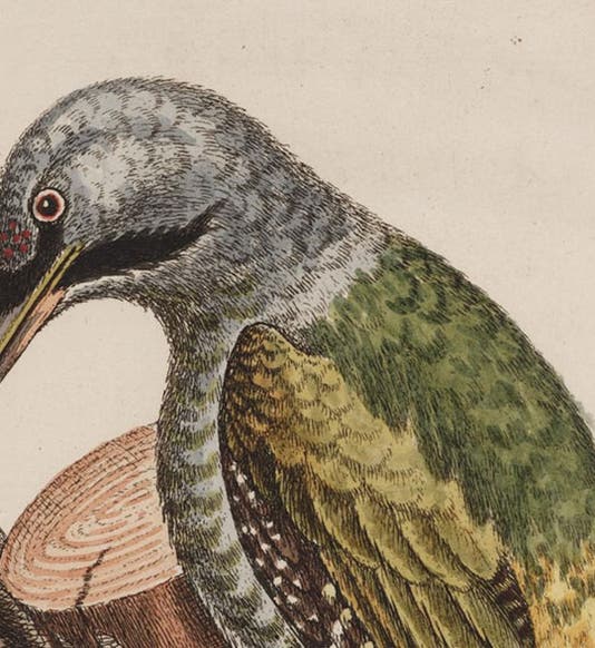 The head of the Grey-headed green woodpecker, detail of fourth image, hand-colored etching, by George Edwards, University of Wisconsin-Madison Libraries (search.library.wisc.edu)