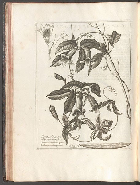 Clematis americana, engraving, by Nicolas Robert, in Denis Dodart, Mémoires pour servir à l'histoire des plantes, 1676 (Linda Hall Library)