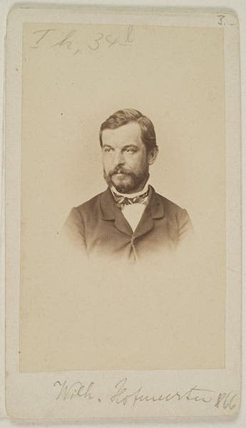 Portrait of Wilhelm Hofmeister, carte de visite, undated (Wikimedia commons)