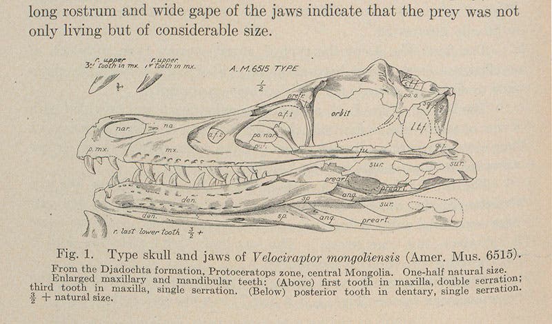 Skull of Velociraptor, discovered by Peter Kaisen in 1923 but named by Osborn, in this paper in American Museum Novitates, 1924 (Linda Hall Library)