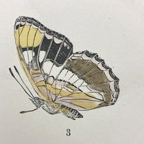 California Sister butterfly, hand-colored woodcut by Charles Johnson Maynard, detail of larger plate in his Manual of North American Butterflies, plate VII, 1891 (Linda Hall Library)