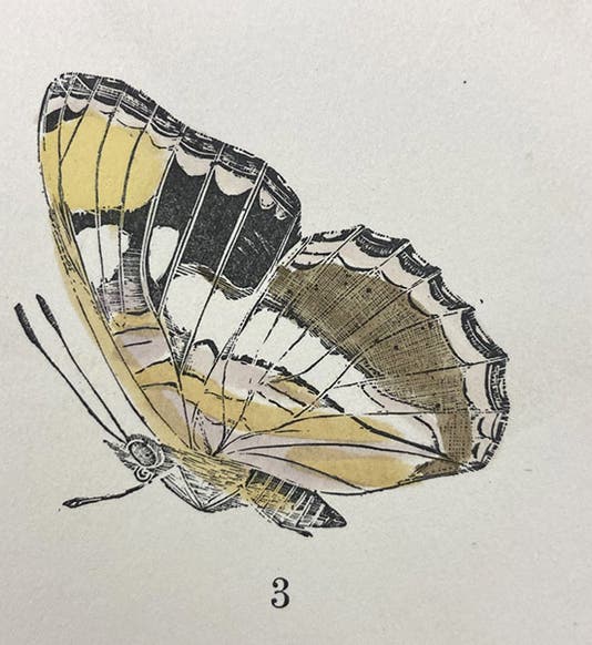 California Sister butterfly, hand-colored woodcut by Charles Johnson Maynard, detail of larger plate in his Manual of North American Butterflies, plate VII, 1891 (Linda Hall Library)