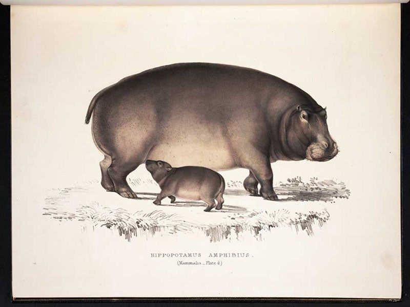 Hippopotamus amphibius, common hippo, with young, Andrew Smith, Illustrations of the Zoology of South Africa: Mammalia, 1849 (Linda Hall Library)