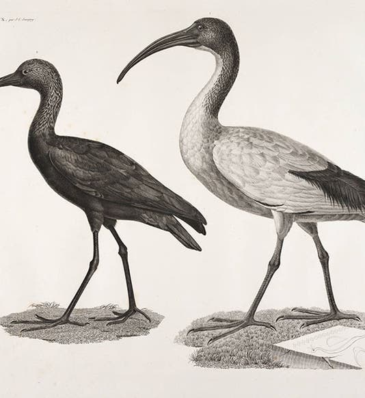 Black and white ibis, <i>Description de l'Egypte</i> (Linda Hall Library)