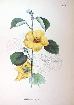 Hibiscus hamabo, from Flora Japonica, 1835-70 (Wikimedia Commons