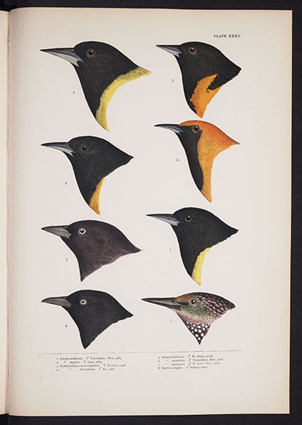 Heads of various species of blackbirds; Brewer’s blackbird is no. 3 (Linda Hall Library)