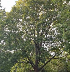 Sugar Maple Summer