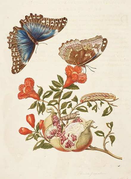 Morpho butterfly on a pomegranate, hand-colored engraving in Metamorphosis insectorum surinamensium, by Maria Merian, plate 9, slightly cropped, 1705 (Linda Hall Library)