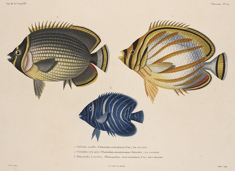 Three tropical fish, hand-colored engraving in Voyage autour du monde, Poissons, by Louis-Isidore Duperrey, plate 30, 1825-30 (Linda Hall Library)
