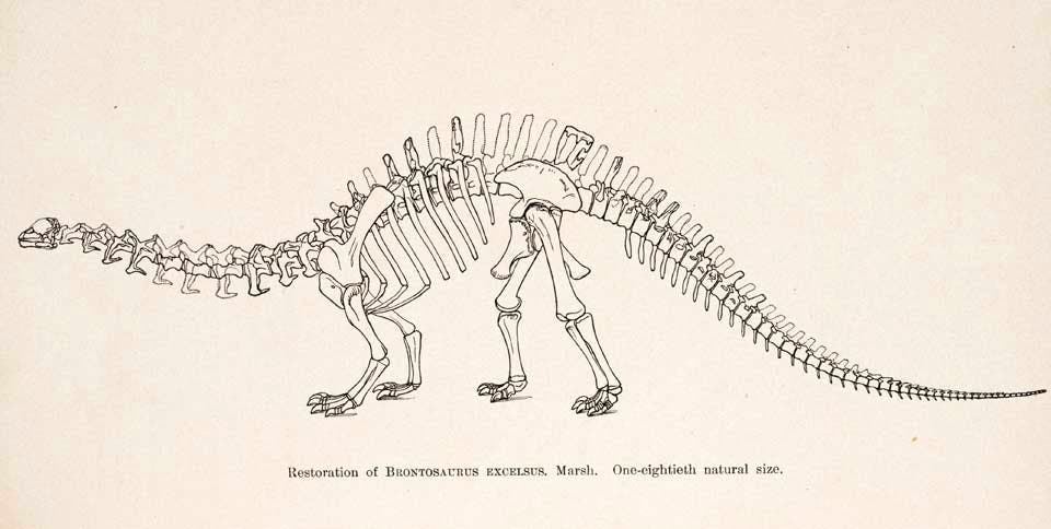 Restoration of Brontosaurus excelsus. This work was on display in the original exhibition as item 18. Image source: Marsh, Othniel C. "Principal characters of American Jurassic dinosaurs. Part VI: Restoration of Brontosaurus," in: American Journal of Science, series 3, vol. 26 (1883), pp. 80-81, pl. 1.