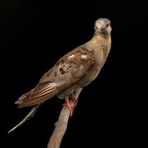 Martha, the last Passenger Pigeon, mounted and on display in the National Museum of Natural History, Smithsonian Institution, 1916 (si.edu/object)