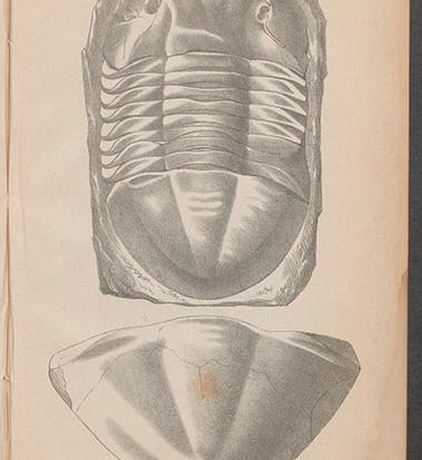 An <i>Isotelus</i> trilobite, lithograph, in Joseph Portlock, <i>Report on the Geology of Londonderry</i>, 1843 (Linda Hall Library)