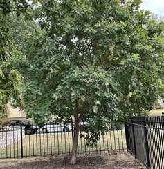 American Smoketree summer