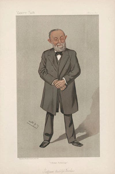 Caricature of Rudolf Virchow, cellular biologist, by Leslie Ward (“Spy”), chromolithograph in Vanity Fair, May 25, 1893, captioned: “Cellular pathology”, National Portrait Gallery, London (npg.org.uk)