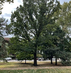 Burr Oak summer