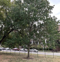 Blue Ash summer