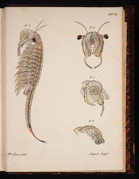 Fairy shrimp, from Louis Jurine, Histoire des monocles, 1820 (Linda Hall Library)