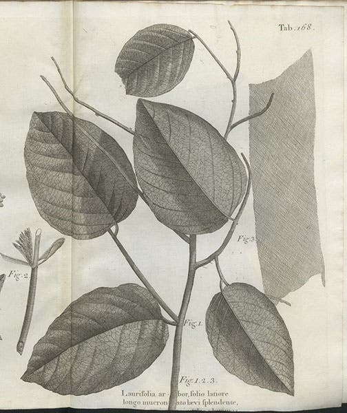 The leaves of the lacebark tree, Lagetta lagetto, engraving in A Natural History of Jamaica, by Hans Sloane, vol. 2, plate 168, 1707-25 (Linda Hall Library)