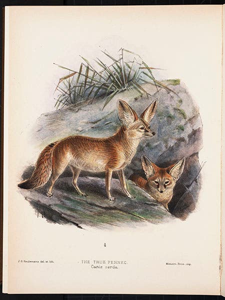 Fennec, chromolithograph, from St. George Mivart, Dogs, Jackals, Wolves, and Foxes: A Monograph of the Canidae, 1890 (Linda Hall Library)