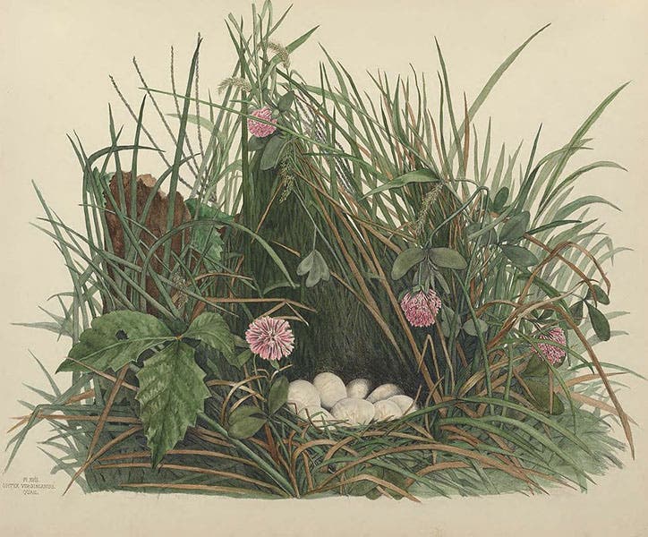 Quail nest and eggs, drawing and lithograph by Virginia Jones, in Illustrations of the Nests and Eggs of Birds of Ohio, 1879-86, plate 18 (Smithsonian Institution Libraries via Biodiversity Heritage Library and Wikimedia commons)