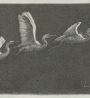 Heron flying, chronophotograph, Étienne-Jules Marey, <i>Le movement</i>, 1894 (Linda Hall Library)