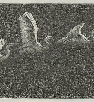 Heron flying, chronophotograph, Étienne-Jules Marey, <i>Le movement</i>, 1894 (Linda Hall Library)