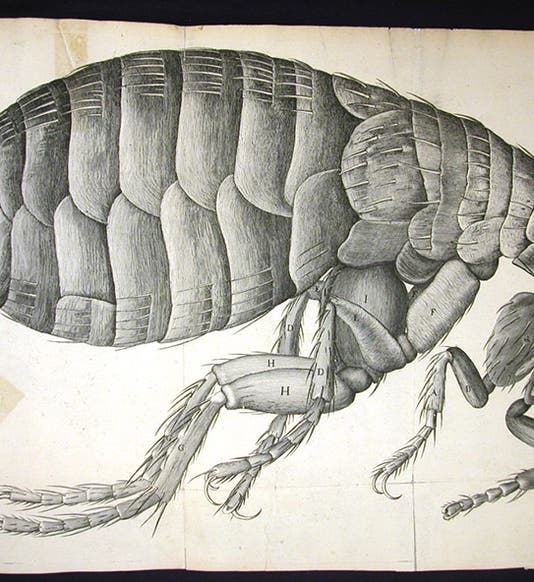 Flea, engraving, scheme 34, Robert Hooke, Micrographia, 1665 (Linda Hall Library)
