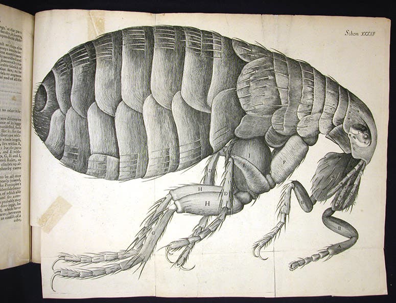 Flea, engraving, scheme 34, Robert Hooke, Micrographia, 1665 (Linda Hall Library)