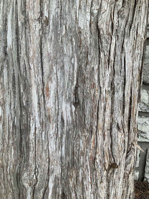 Red Cedar bark