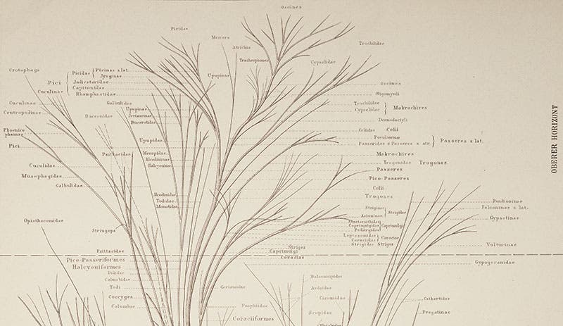 : Detail of first image, showing the top third of the evolutionary tree of birds, from Max Fürbringer, Untersuchungen der Vögel, 1888 (Linda Hall Library)