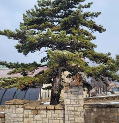 Austrian Pine winter