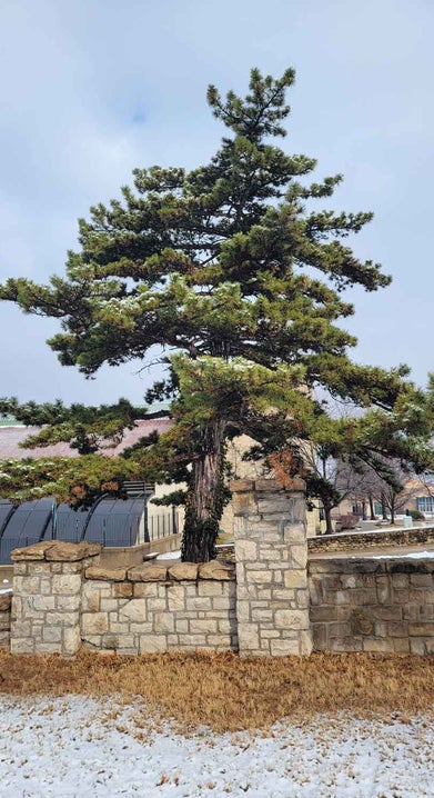 Austrian Pine winter