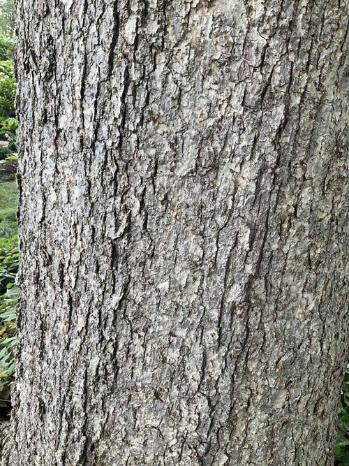Chinkapin Oak bark