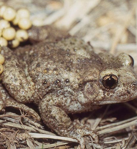 A midwife toad (Alytes obstetricans), male with eggs, an amphibian that was the subject of inheritance experiments by Paul Kammerer (Wikimedia commons)