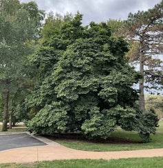 Anise Leaf Magnolia summer