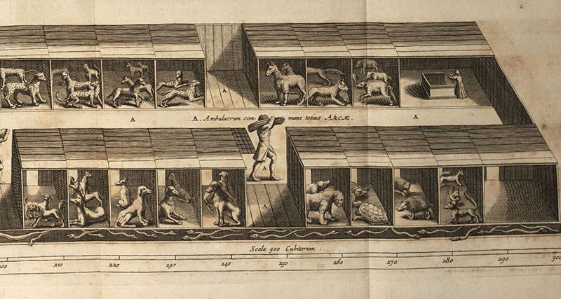 Detail of the “Optical projection” (seventh image), showing a portion of level one, with the larger beasts, engraving in Arca Noë, by Athanasius Kircher, foll. p. 116, 1675, copy 2 (Linda Hall Library)