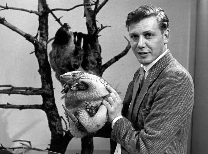 A younger David Attenborough, photograph, undated (theguardian.com)