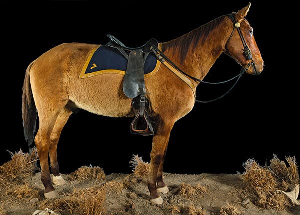 Comanche, mounted, Natural History Museum, University of Kansa (University of Kansas Biodiversity Institute)