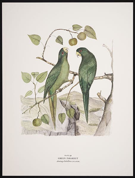 The Green Parakeet, watercolor by Andrew Jackson Grayson, printed by the Arion Press in Birds of the Pacific Slope, 1986 (Linda Hall Library)
