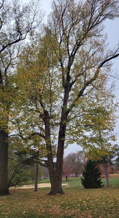 Sweetgum fall