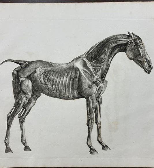 Muscles of the horse, side view, etching by George Stubbs, The Anatomy of the Horse, plate 2 bis, 1766 (Linda Hall Library)