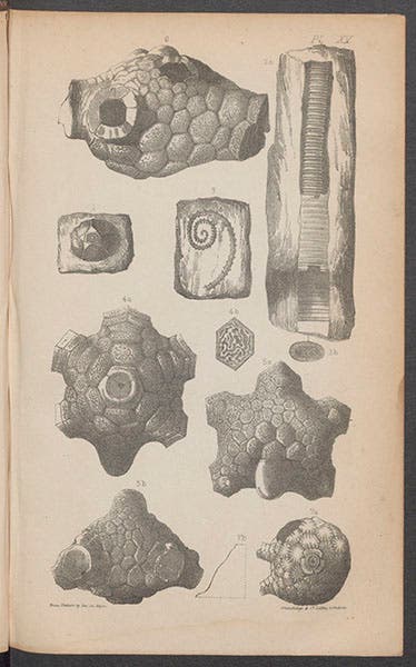 Various crinoids, lithograph, in Joseph Portlock, Report on the Geology of Londonderry, 1843 (Linda Hall Library)