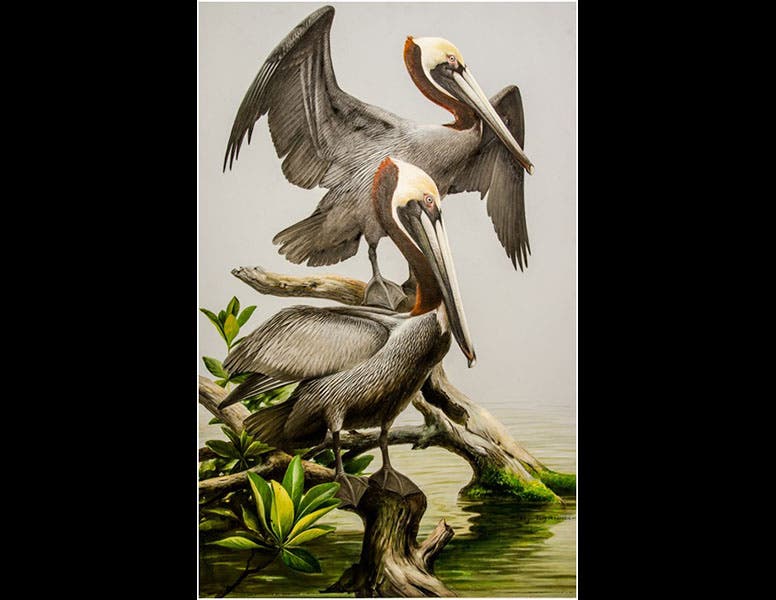 Roger Tory Peterson Institute of Natural History