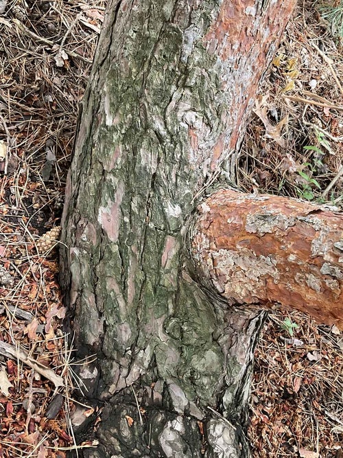 Arts Blue Scotch Pine bark